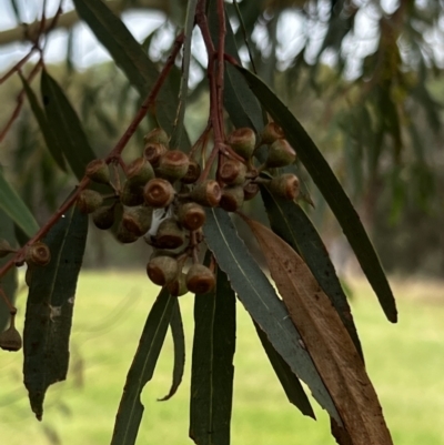 Unidentified Gum Tree at Stromlo, ACT - 5 Mar 2022 by JimL