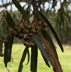 Eucalyptus leucoxylon (Yellow Gum) at Stromlo, ACT - 5 Mar 2022 by JimL