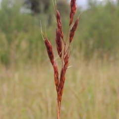 Sorghum leiocladum (Wild Sorghum) at Paddys River, ACT - 30 Nov 2021 by MichaelBedingfield