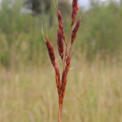 Sorghum leiocladum (Wild Sorghum) at Tidbinbilla Nature Reserve - 30 Nov 2021 by michaelb