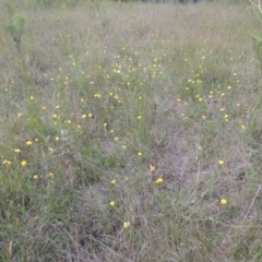 Ranunculus lappaceus (Australian Buttercup) at Tidbinbilla Nature Reserve - 30 Nov 2021 by michaelb