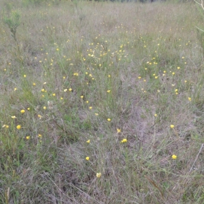 Ranunculus lappaceus (Australian Buttercup) at Tidbinbilla Nature Reserve - 30 Nov 2021 by michaelb