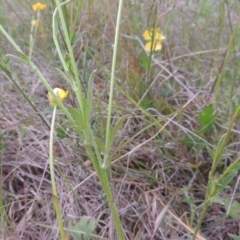 Ranunculus lappaceus at Paddys River, ACT - 30 Nov 2021