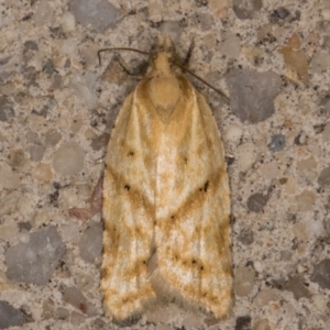 Merophyas divulsana at Melba, ACT - 10 Feb 2022 08:33 PM