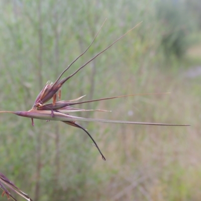 Themeda triandra (Kangaroo Grass) at Paddys River, ACT - 30 Nov 2021 by MichaelBedingfield