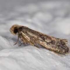 Niditinea fuscella (Brown-dotted Clothes Moth) at Melba, ACT - 10 Feb 2022 by kasiaaus