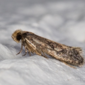 Niditinea fuscella at Melba, ACT - 10 Feb 2022