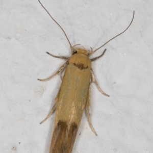 Stathmopoda (genus) at Melba, ACT - 10 Feb 2022