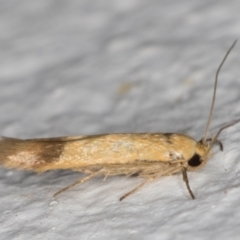 Stathmopoda (genus) at Melba, ACT - 10 Feb 2022 08:53 PM