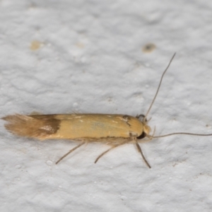 Stathmopoda (genus) at Melba, ACT - 10 Feb 2022 08:53 PM