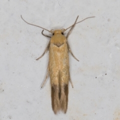 Stathmopoda (genus) at Melba, ACT - 10 Feb 2022