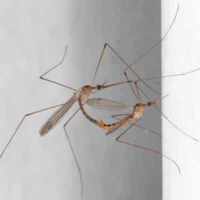 Symplecta (Trimicra) pilipes (A limoniid crane fly) at Melba, ACT - 10 Feb 2022 by kasiaaus