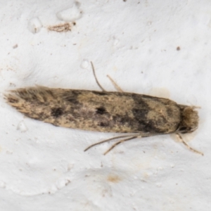 Niditinea fuscella at Melba, ACT - 10 Feb 2022