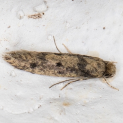 Niditinea fuscella (Brown-dotted Clothes Moth) at Melba, ACT - 10 Feb 2022 by kasiaaus