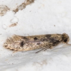 Niditinea fuscella at Melba, ACT - 10 Feb 2022