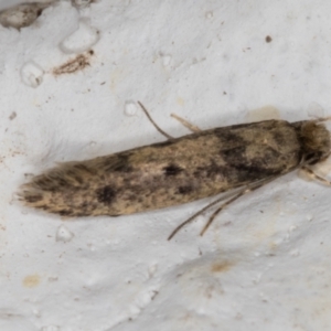 Niditinea fuscella at Melba, ACT - 10 Feb 2022