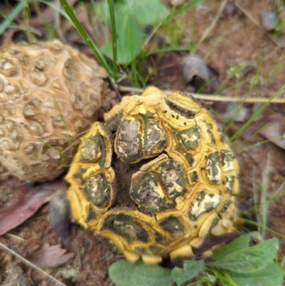 Scleroderma sp. (Scleroderma) at Duffy, ACT - 3 Apr 2022 by Rebeccajgee