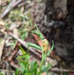 Pergidae sp. (family) at Duffy, ACT - 3 Apr 2022