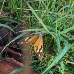 Heteronympha merope (Common Brown Butterfly) at Duffy, ACT - 3 Apr 2022 by Rebeccajgee