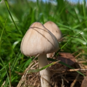 Volvopluteus gloiocephalus at Duffy, ACT - 3 Apr 2022