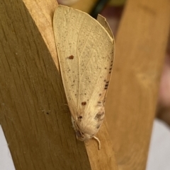 Plesanemma fucata (Lemon Gum Moth) at QPRC LGA - 2 Apr 2022 by Steve_Bok
