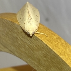 Plesanemma fucata at Jerrabomberra, NSW - suppressed