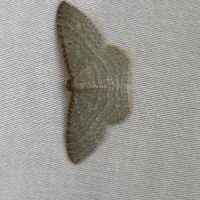 Poecilasthena pulchraria (Australian Cranberry Moth) at QPRC LGA - 3 Apr 2022 by Steve_Bok