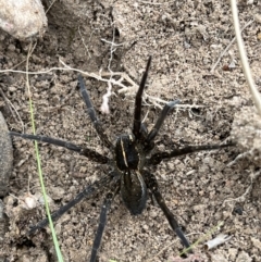 Pisauridae (family) (Water spider) at Pine Island to Point Hut - 1 Apr 2022 by GG