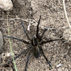 Pisauridae (family) at Bonython, ACT - 2 Apr 2022