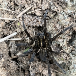 Pisauridae (family) at Bonython, ACT - 2 Apr 2022 09:41 AM