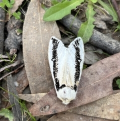 Oenosandra boisduvalii (Boisduval's Autumn Moth) at Rendezvous Creek, ACT - 26 Mar 2022 by GG