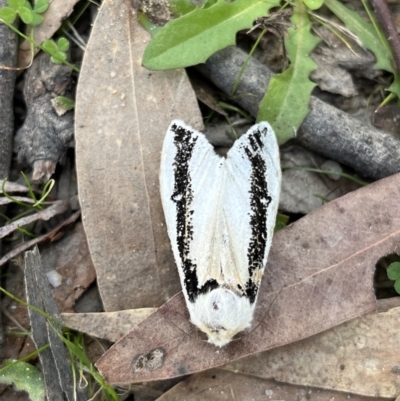 Oenosandra boisduvalii (Boisduval's Autumn Moth) at Rendezvous Creek, ACT - 26 Mar 2022 by GG