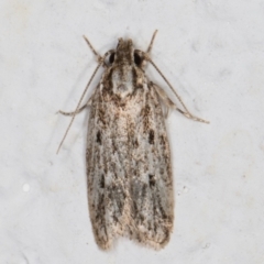 Ardozyga gypsocrana (A Gelechioid moth) at Melba, ACT - 10 Feb 2022 by kasiaaus