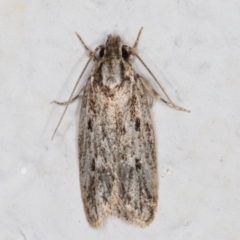 Ardozyga gypsocrana (A Gelechioid moth) at Melba, ACT - 10 Feb 2022 by kasiaaus