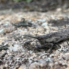 Coryphistes ruricola (Bark-mimicking Grasshopper) at Namadgi National Park - 26 Mar 2022 by GG