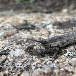 Coryphistes ruricola at Rendezvous Creek, ACT - 26 Mar 2022 02:30 PM