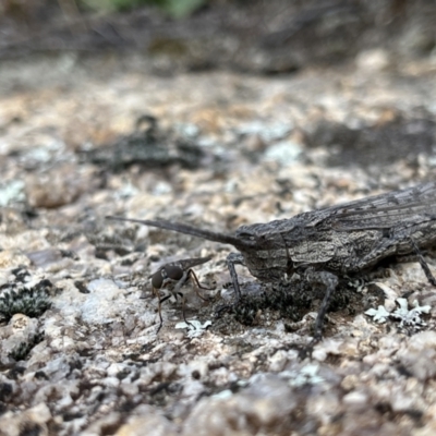 Coryphistes ruricola (Bark-mimicking Grasshopper) at Rendezvous Creek, ACT - 26 Mar 2022 by GG