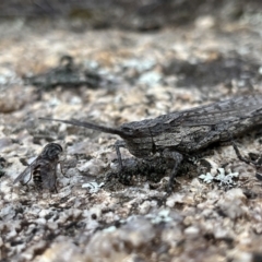 Coryphistes ruricola at Rendezvous Creek, ACT - 26 Mar 2022 02:30 PM