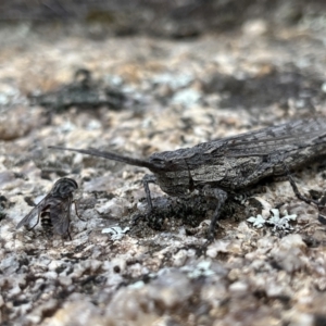 Coryphistes ruricola at Rendezvous Creek, ACT - 26 Mar 2022