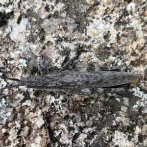 Coryphistes ruricola at Rendezvous Creek, ACT - 26 Mar 2022 02:30 PM