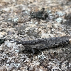 Coryphistes ruricola at Rendezvous Creek, ACT - 26 Mar 2022 02:30 PM