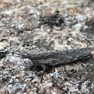 Coryphistes ruricola at Rendezvous Creek, ACT - 26 Mar 2022