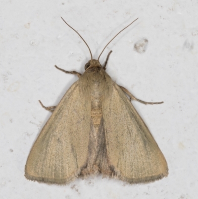 Heliocheilus moribunda (A Noctuid moth) at Melba, ACT - 10 Feb 2022 by kasiaaus