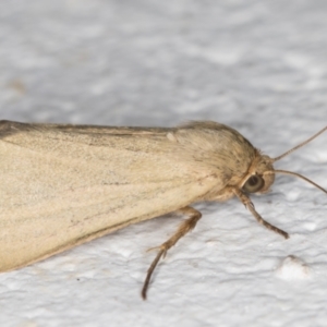 Heliocheilus moribunda at Melba, ACT - 10 Feb 2022