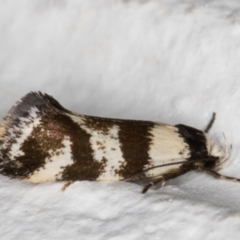Isomoralla gephyrota (A Concealer moth) at Melba, ACT - 10 Feb 2022 by kasiaaus