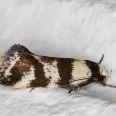 Isomoralla gephyrota (A Concealer moth) at Melba, ACT - 10 Feb 2022 by kasiaaus