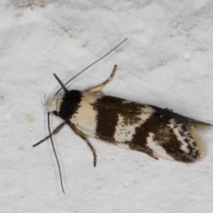 Isomoralla gephyrota at Melba, ACT - 10 Feb 2022 10:49 PM