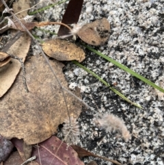 Leptomyrmex erythrocephalus (Spider ant) at Namadgi National Park - 26 Mar 2022 by GG