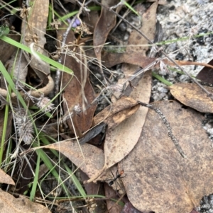 Leptomyrmex erythrocephalus at Rendezvous Creek, ACT - 26 Mar 2022 12:43 PM