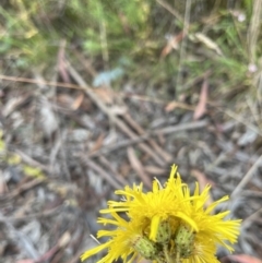 Podolepis jaceoides (Showy Copper-wire Daisy) at Rendezvous Creek, ACT - 26 Mar 2022 by GG